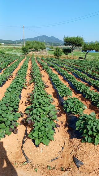 안영배님의 고구마 · 영농일지 작성글 사진