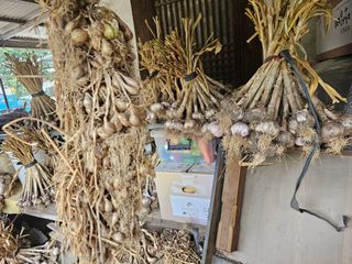 오영관님의 감자 · 영농일지 작성글 사진