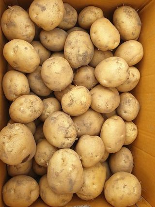 오영관님의 감자 · 영농일지 작성글 사진