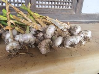 오영관님의 감자 · 영농일지 작성글 사진