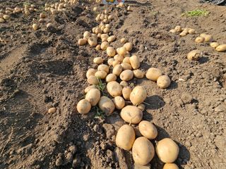 오영관님의 감자 · 영농일지 작성글 사진