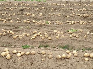 오영관님의 감자 · 영농일지 작성글 사진