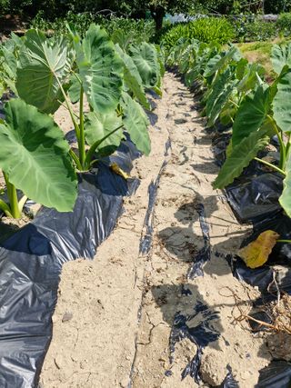 손천영님의 기타작물 · 영농일지 작성글 사진