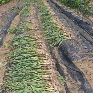 가평규남터밭농사님의 🎤어떤 노래 좋아하세요? · 참여글 작성글 사진