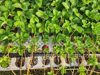 리차드권님의 딸기 · 영농일지 작성글 사진