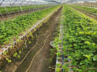 리차드권님의 딸기 · 영농일지 작성글 사진