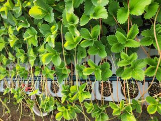 리차드권님의 딸기 · 영농일지 작성글 사진