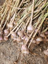 팜모닝 마늘·영농일지 게시글 이미지