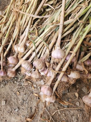 감자21426님의 마늘 · 영농일지 작성글 사진