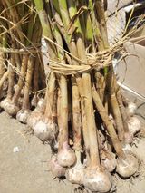 팜모닝 마늘·영농일지 게시글 이미지