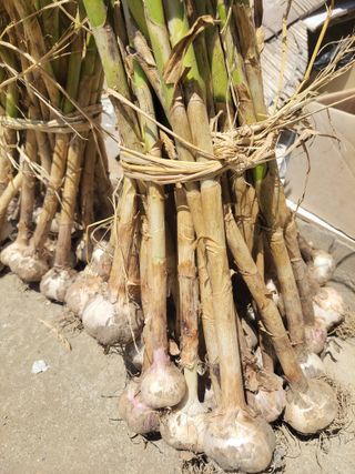 초보농군님의 마늘 · 영농일지 작성글 사진