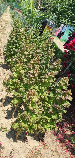 유만진님의 파 · 영농일지 작성글 사진