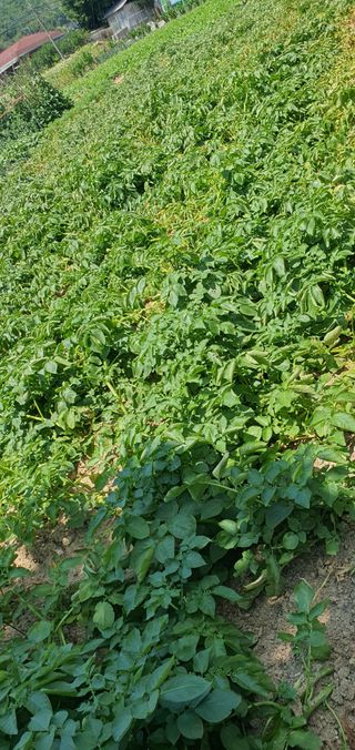 유만진님의 파 · 영농일지 작성글 사진