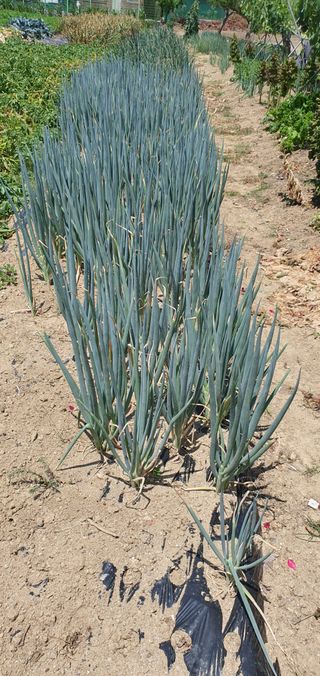 유만진님의 파 · 영농일지 작성글 사진