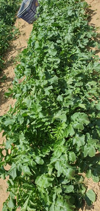 유만진님의 파 · 영농일지 작성글 사진