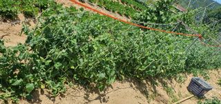 유만진님의 파 · 영농일지 작성글 사진