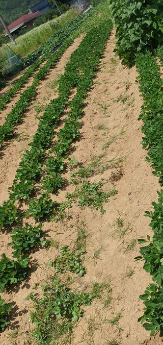 유만진님의 파 · 영농일지 작성글 사진