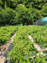 팜모닝 자유주제·자유게시판 게시글 이미지