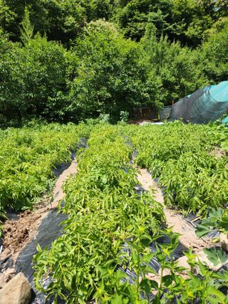 김영주님의 자유주제 · 자유게시판 작성글 사진