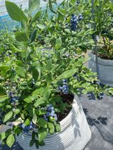 팜모닝 블루베리·영농일지 게시글 이미지