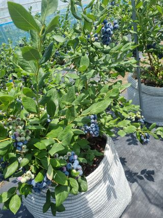 김한수님의 블루베리 · 영농일지 작성글 사진