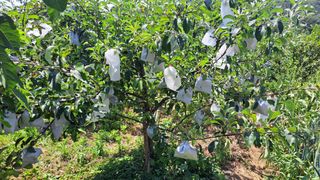 전남무안군박옥주님의 사과 · 영농일지 작성글 사진