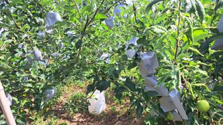 전남무안군박옥주님의 사과 · 영농일지 작성글 사진