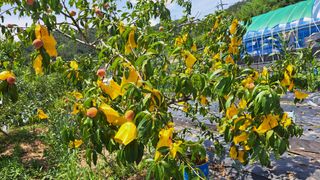 전남무안군박옥주님의 사과 · 영농일지 작성글 사진