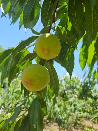 우창구님의 복숭아 · 영농일지 작성글 사진