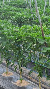 팜모닝 고추·영농일지 게시글 이미지