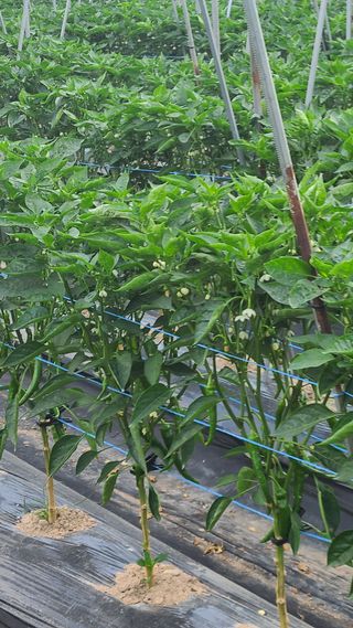 매실6483만물박사님의 고추 · 영농일지 작성글 사진