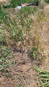 팜모닝 마늘·영농일지 게시글 이미지