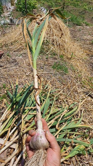 황의성님의 마늘 · 영농일지 작성글 사진