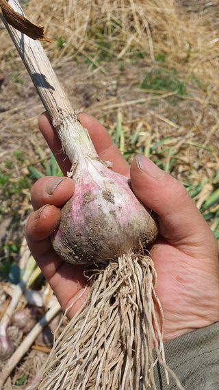 황의성님의 마늘 · 영농일지 작성글 사진