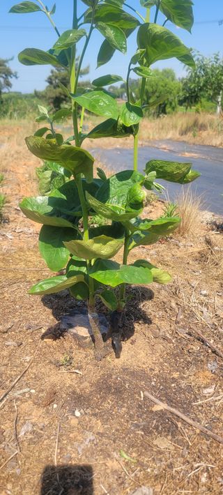 해균님의 감 · 영농일지 작성글 사진