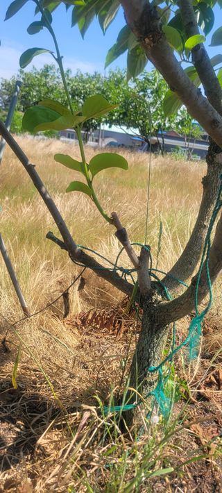 해균님의 감 · 영농일지 작성글 사진