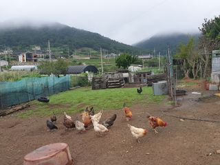 김순필수방님의 팜모닝 · 출석 작성글 사진