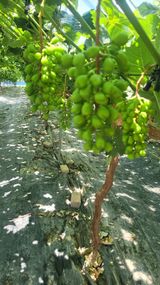 팜모닝 포도·영농일지 게시글 이미지