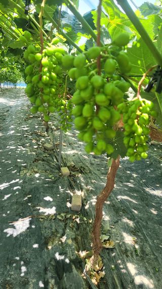 이원규님의 포도 · 영농일지 작성글 사진