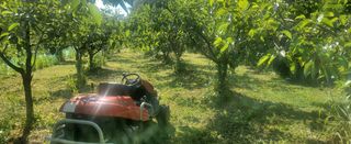 복주농장님의 감 · 영농일지 작성글 사진