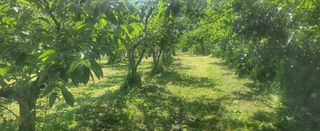 복주농장님의 감 · 영농일지 작성글 사진