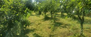 복주농장님의 감 · 영농일지 작성글 사진