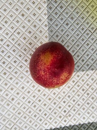 들깨고추아줌마님의 복숭아 · 영농일지 작성글 사진