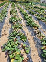 팜모닝 고구마·영농일지 게시글 이미지