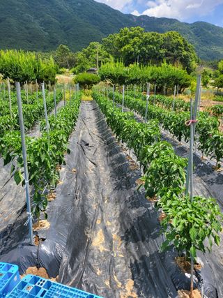 논산상월안정환님의 고구마 · 영농일지 작성글 사진