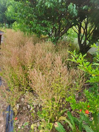 논산상월안정환님의 고구마 · 영농일지 작성글 사진