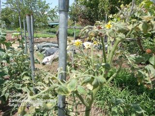 황인수님의 토마토 · 병해충상담 작성글 사진