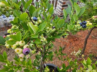 뿡뿡농장님의 블루베리 · 자유게시판 작성글 사진