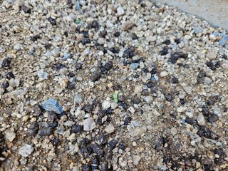 뿡뿡농장님의 블루베리 · 자유게시판 작성글 사진