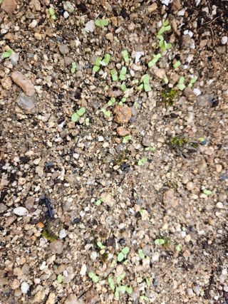 뿡뿡농장님의 블루베리 · 자유게시판 작성글 사진